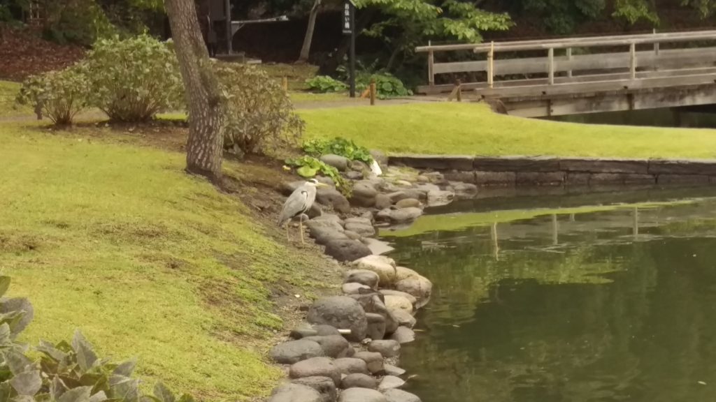 Tokyo - Giardini di Hama-rikyu - 27