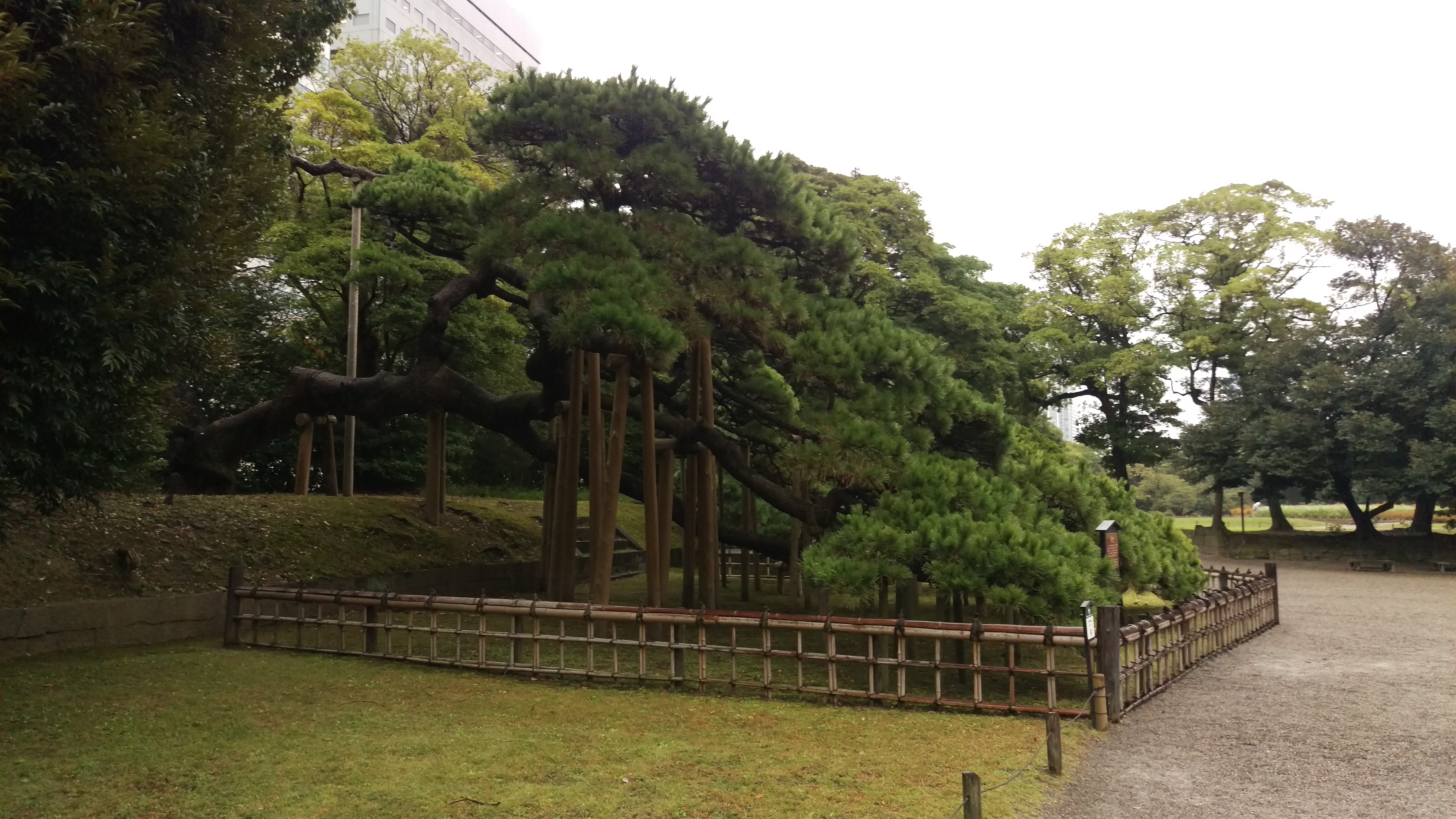 Tokyo - Giardini di Hama-rikyu - 33