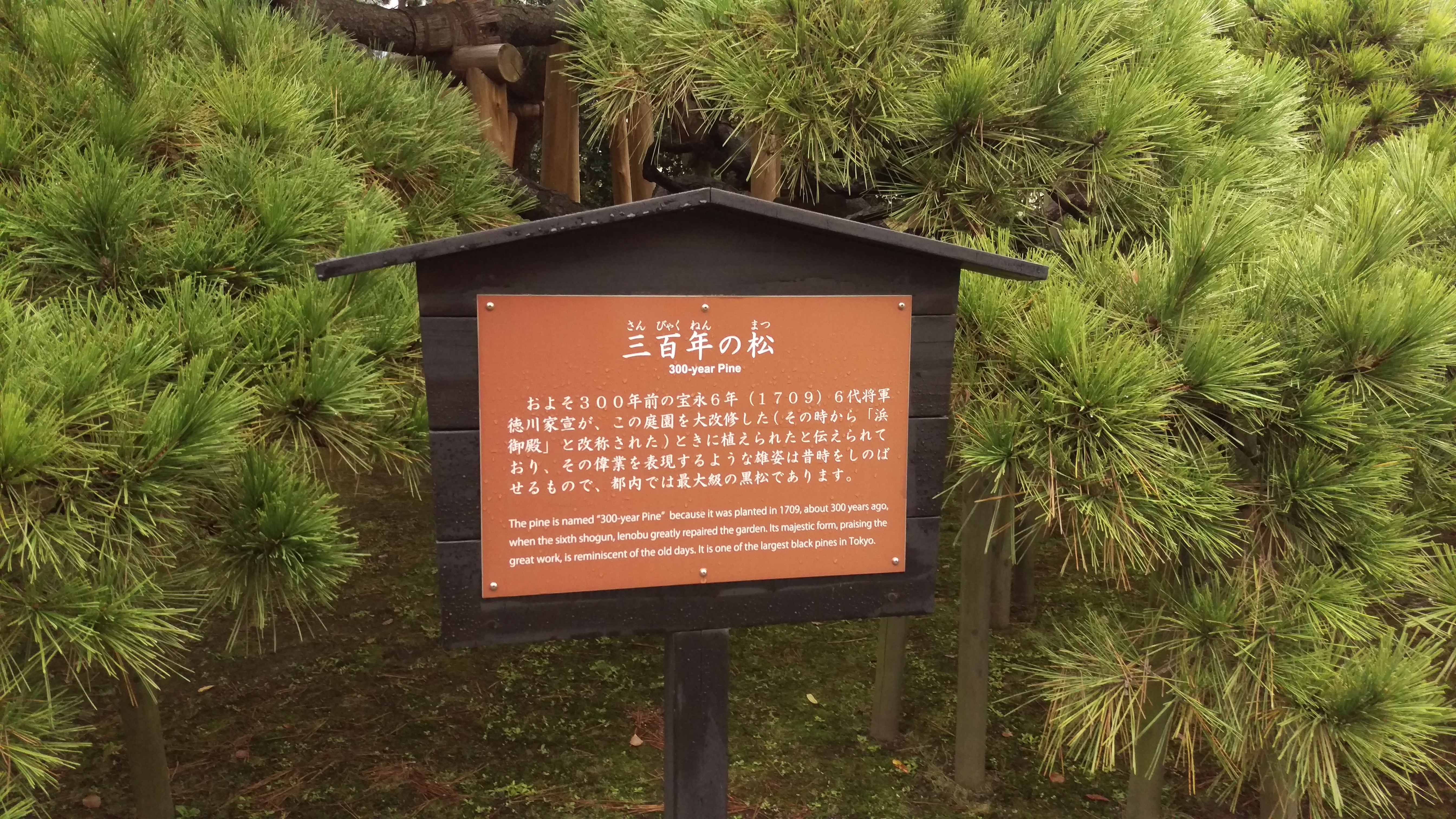 Tokyo - Giardini di Hama-rikyu - 34
